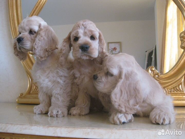 Передержка выгул собак