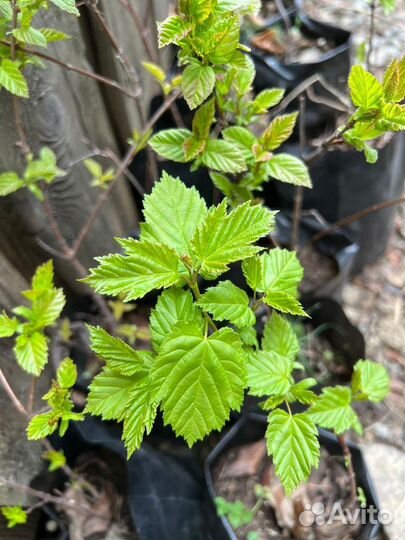 Клен татарский