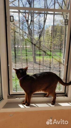 Сетки на окна антикошка