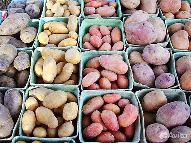 Семенной картофель сортовой купить в Новосибирске | Товары для дома и ...