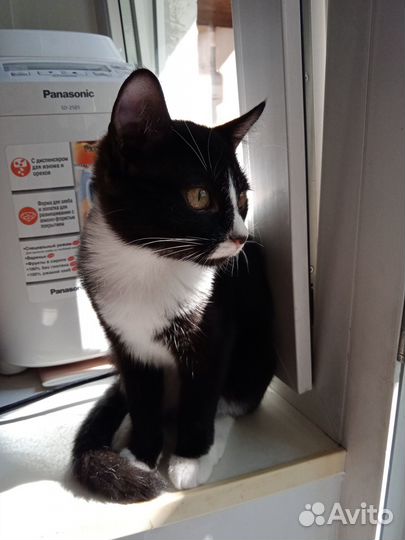 Дюма в поисках счастья