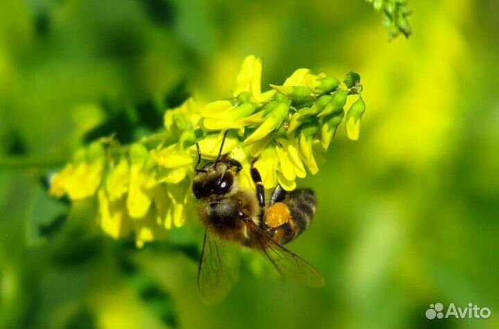 Мед из Алтая опт