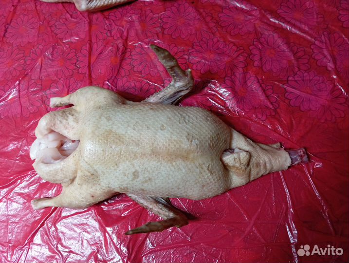 Гусь домашний