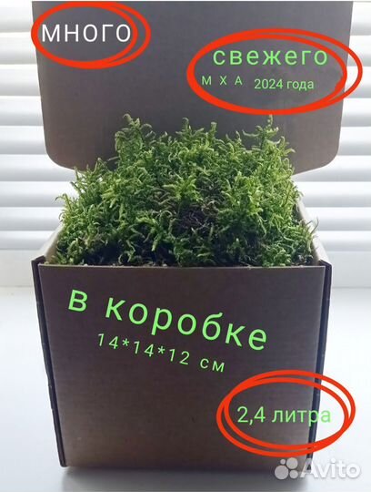 Мох дикранум