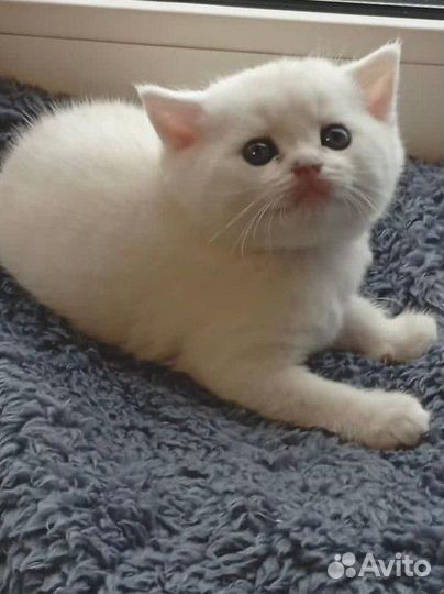 Британские котята