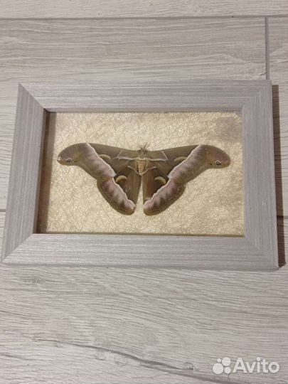 Бабочки тропические засушенные для интерьера