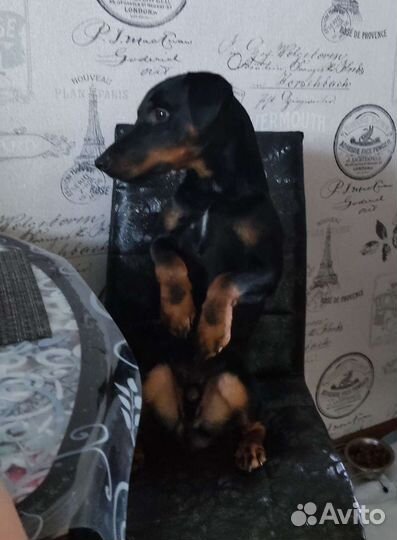 Вязка Ягдтерьер