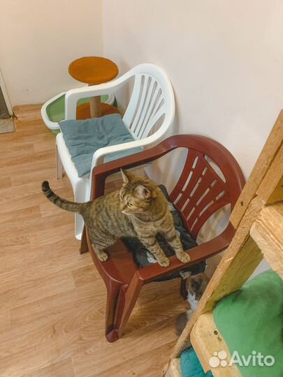 Кошка Олеся (из приюта)