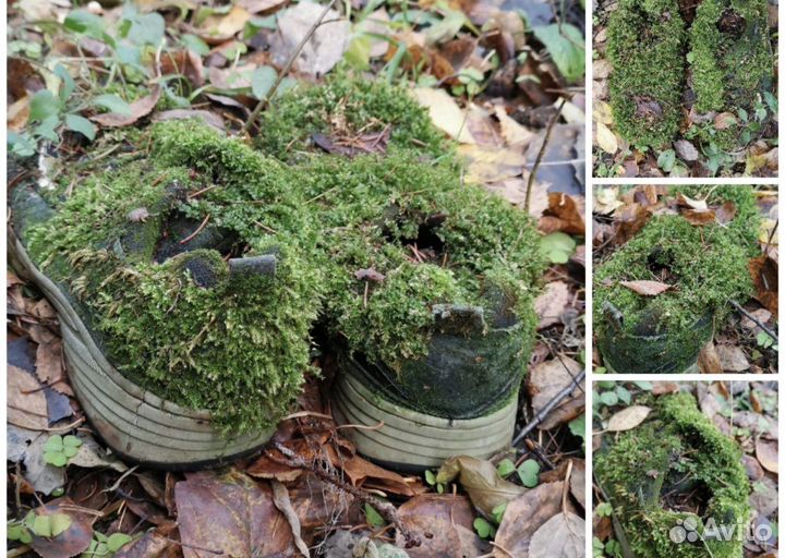 Флористика мох Кашпо