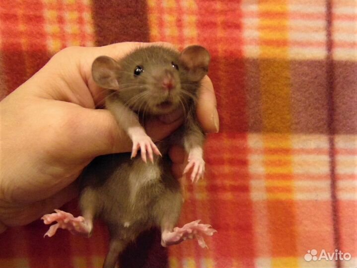 Классные крысята (крысы) дамбо от заводчика клетки