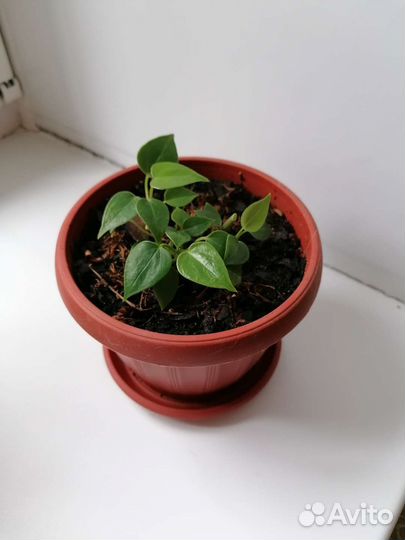Антуриум 2 шт