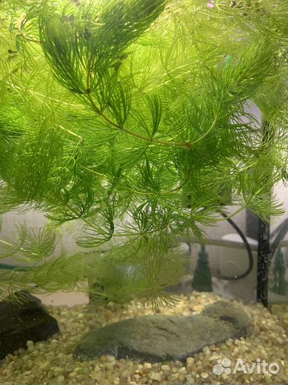 Роголистник, элодея (растения в аквариум)