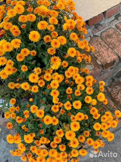 Хризантемы мультфлора / 23 сорта/ лилейники