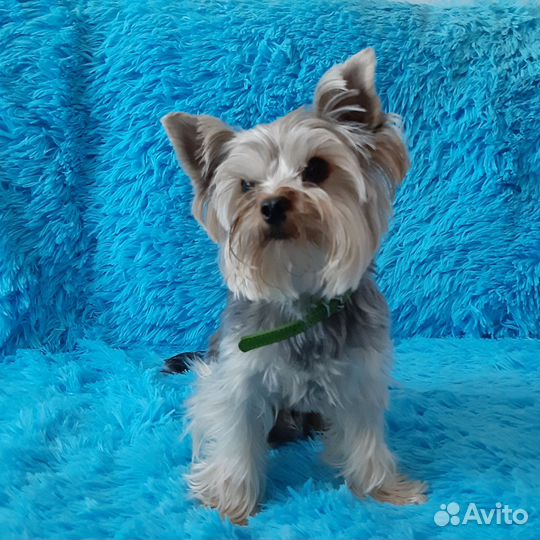 Йоркширский терьер вязка