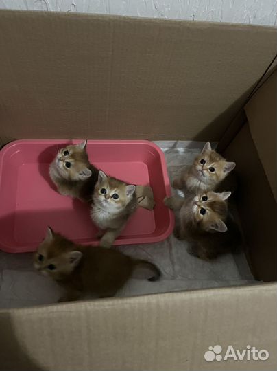 Британская золотая шиншилла n11