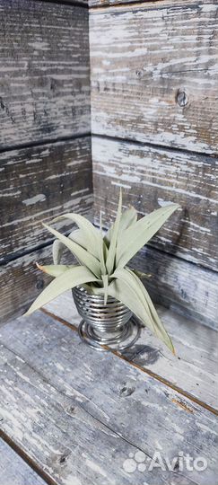 Тилландсии атмосферные