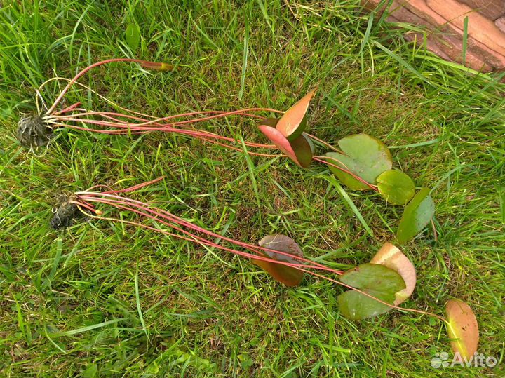 Прудовые растения (нимфеи и прочие) и прибрежные