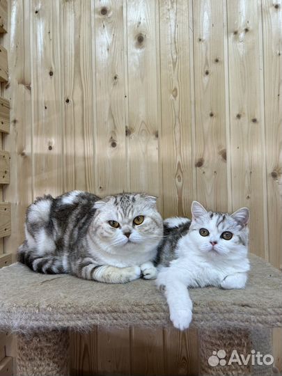 Питомник красивых шотландских котят
