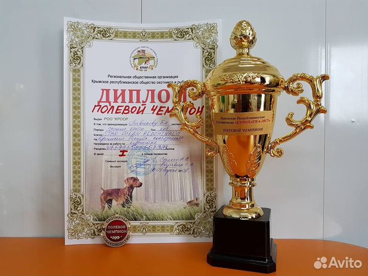 Предлагается кобель для вязки Бретонский Эпаньоль