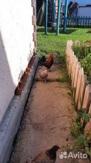 Мини Куры бентамки