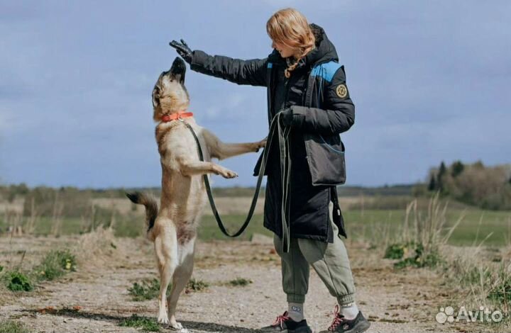 Дрессировка собак, зоопсихолог