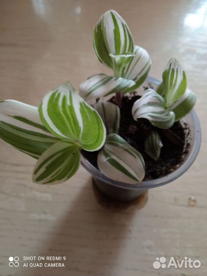 Традесканция