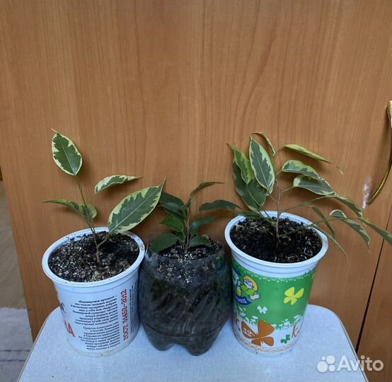 Фикус Бенджамина