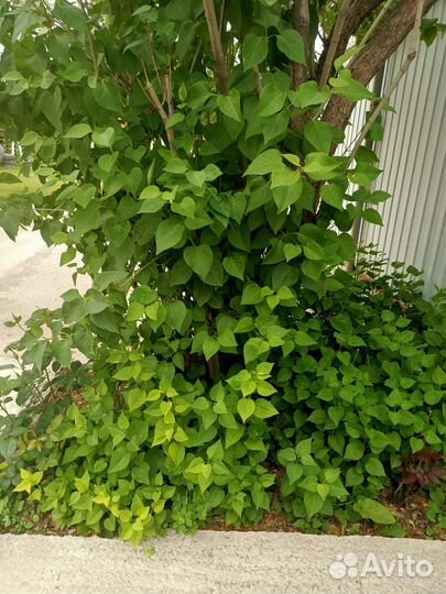 Сирень белая