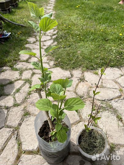 Лимонник, гортензия белая древовидная