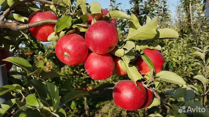 Яблоня Хани Крисп саженцы