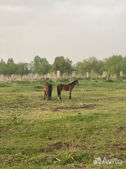 Жеребец, жеребята