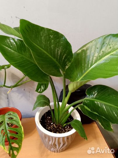 Хойя, стрелиция Николая, монстера манки