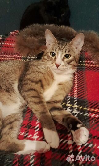 Молодой ласковый котик 10 месяцев