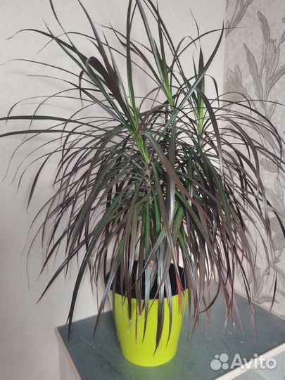 Пальма драцена