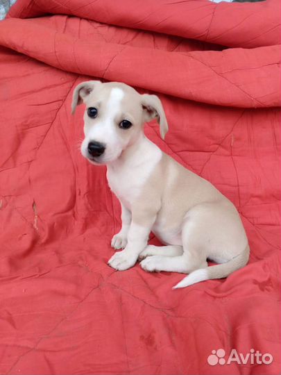 Крошка Летти ищет ответственных родителей