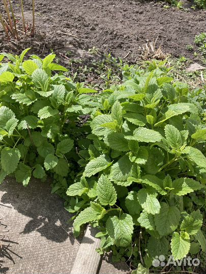 Мелиса лимонная