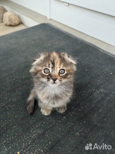 Отдам в добрые руки