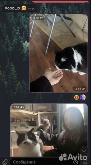 Няня для кошки, собаки и др животных