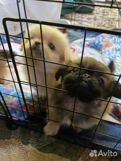 Щенки пекинеса