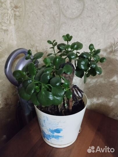 Сансевиерия