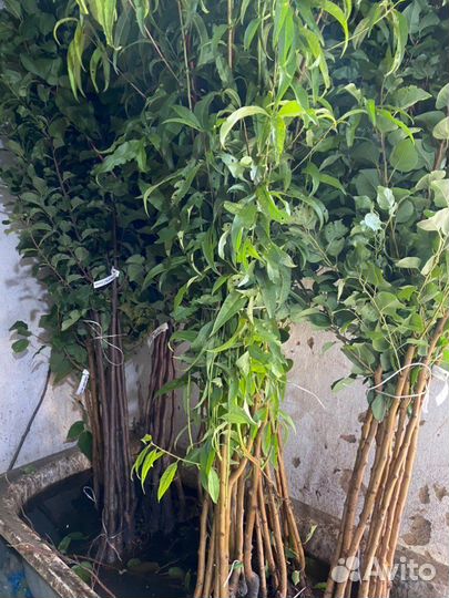 Плодовые деревья,розы, кустарники