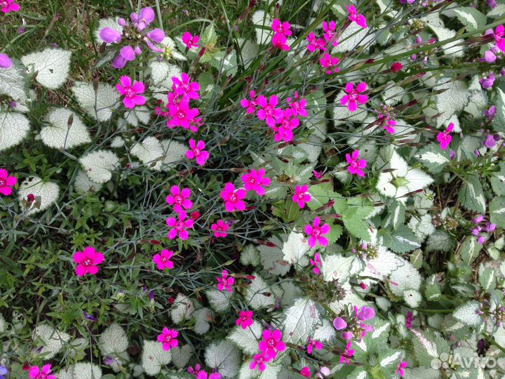 Почвопокровные растения с доставкой