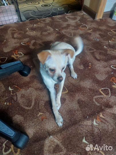 Отдам в добрые руки