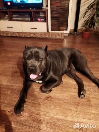 Кобель вязка кане корсо