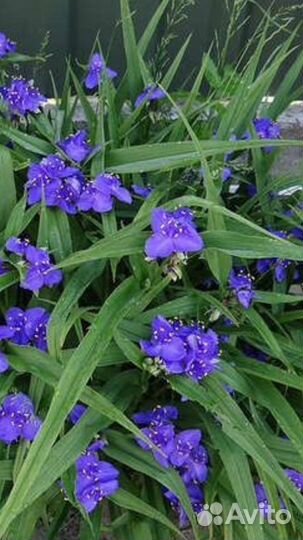 Ирис, традесканция, незабудка, гвоздика и др