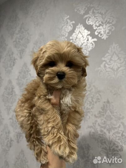 Мальтипу f1 mini micro