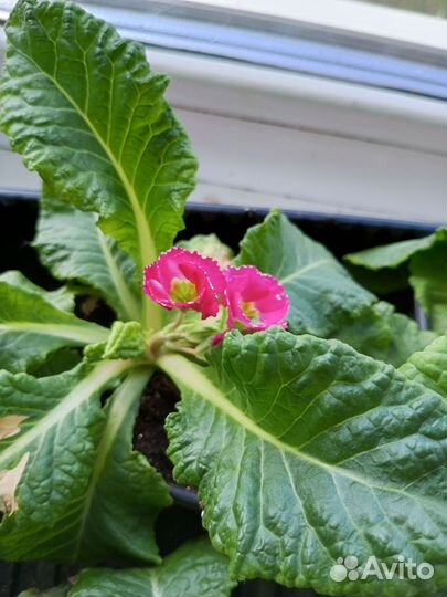 Примула розелла