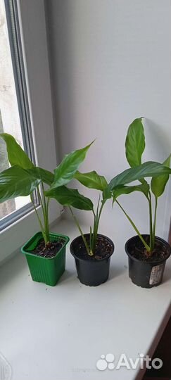 Спатифиллум с крупными цветами