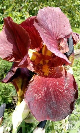 Многолетние цветы и кустарники,роза плетистая