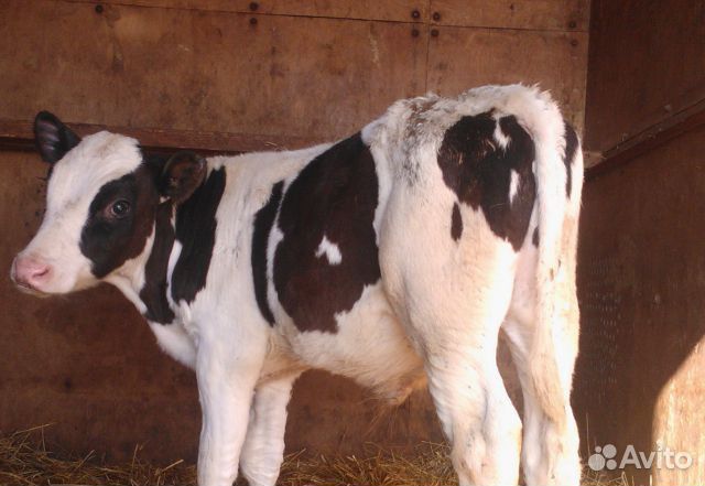 Бычки и телята